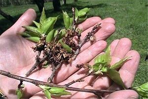 ۶۵۰ میلیارد تومان خسارت بر اثر طوفان و سرمازدگی در ابرکوه