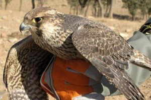 کشف پرنده شکاری کمیاب در برخوار