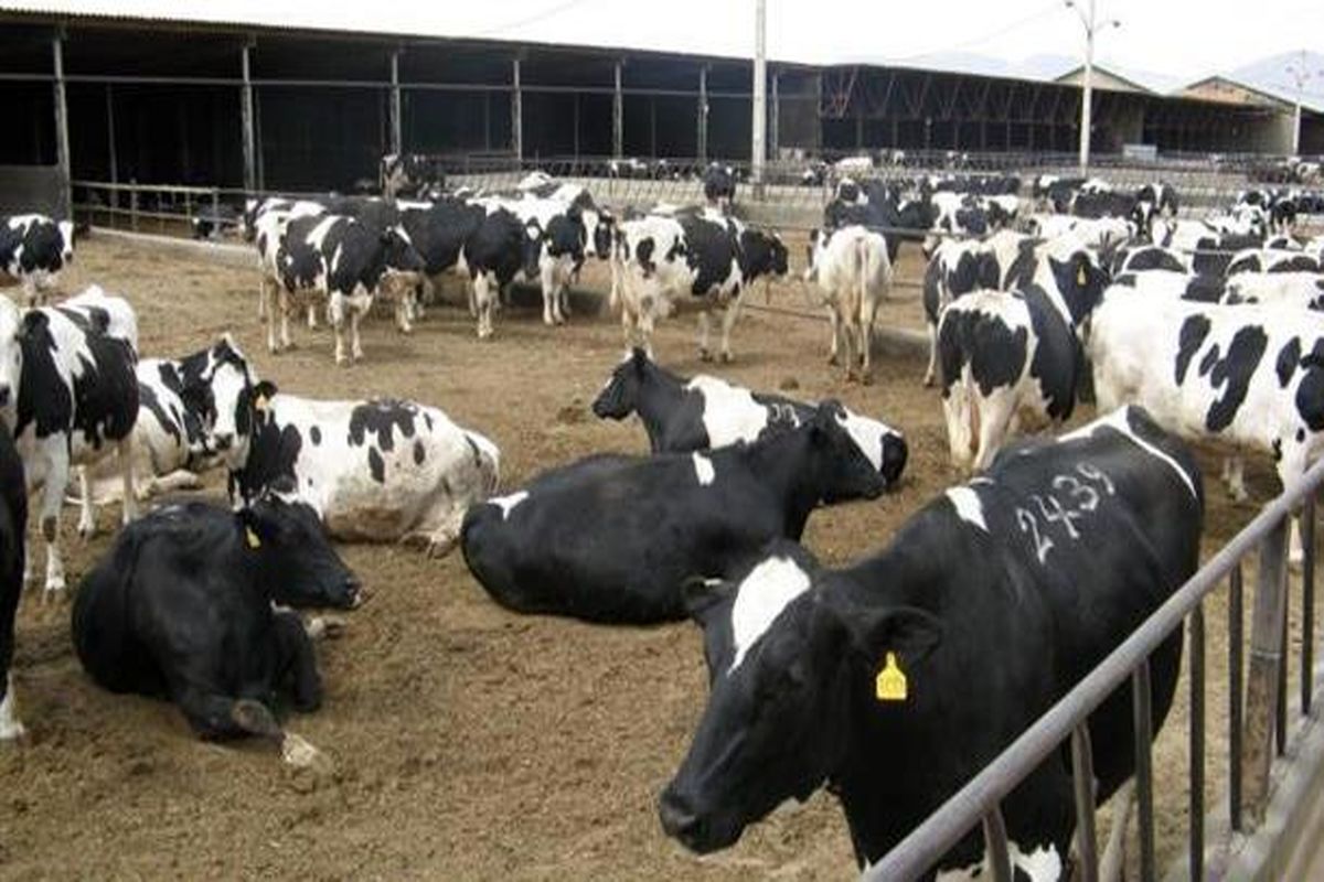 گوساله پرواری