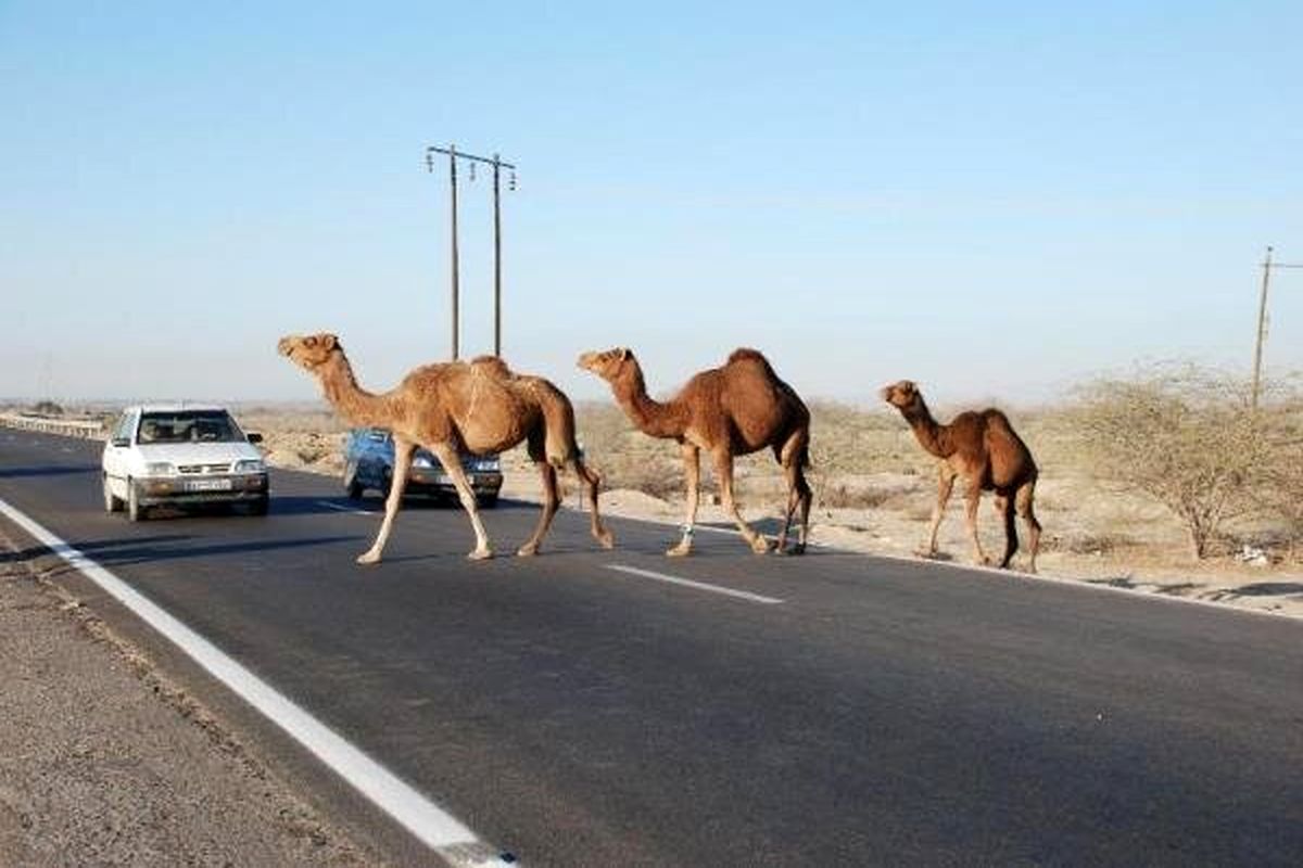 تصادف+شتر+جاسک