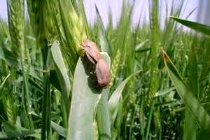 رکورد شکنی جهاد کشاورزی اصفهان در مبارزه با سن غلات