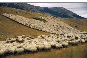  پوشش گیاهی ضعیف و چرای مفرط دام باعث آلودگی هوا