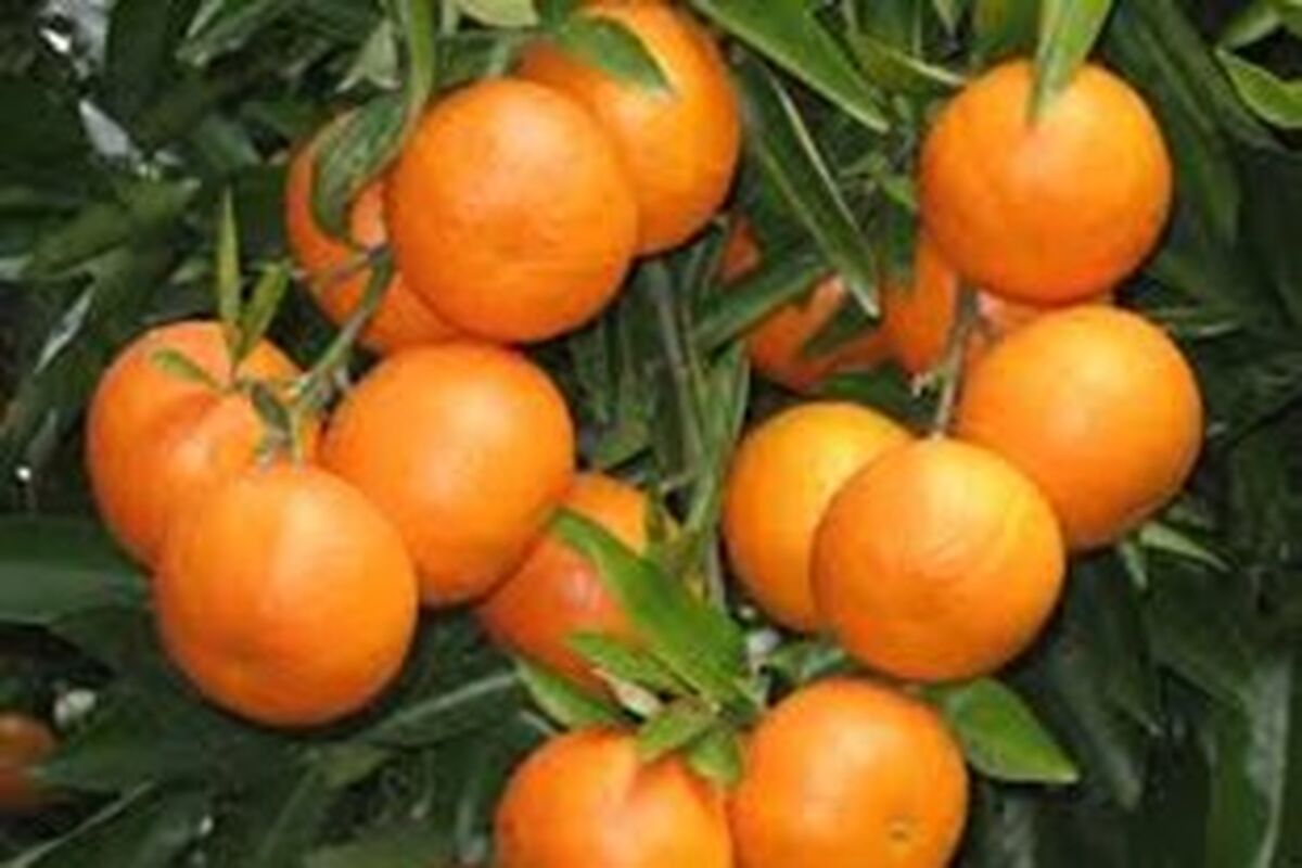 نارنگی