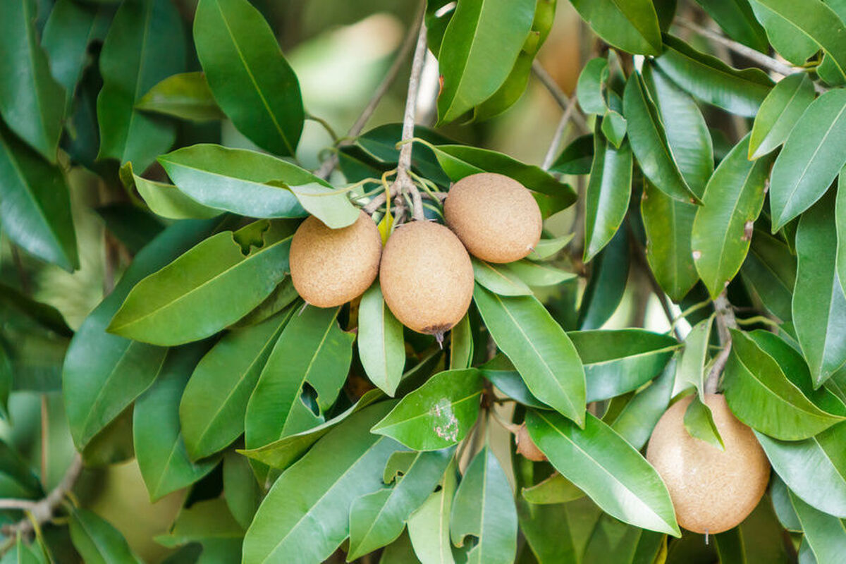 میوه چیکو