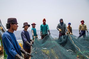 توقیف 27 کشتی متخلف پیش از ورود سپاه موضوع کشتی‌ها/وظیفه شیلات قیمت گذاری ماهی نیست