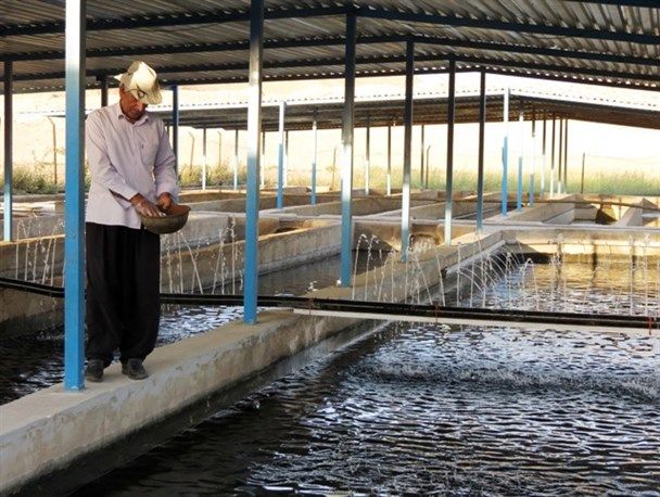 برداشت موفقیتآمیز یک و نیم تن ماهی خاویاری در هرمزگان