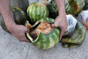 پوشش هندوانه برای قاچاق تریاک ناکام ماند