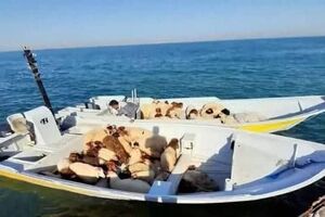 مهار ۴۳ رأس دام زنده در آب‌های بندرعباس