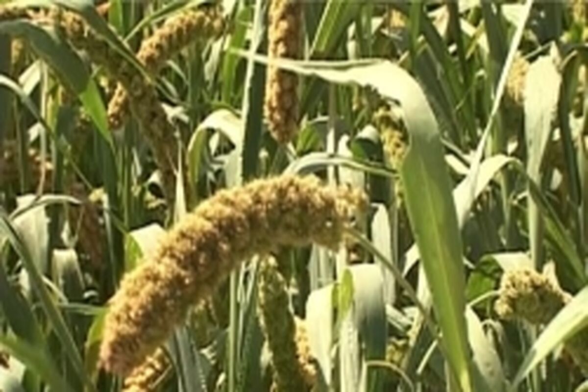 ارزن علوفه ای