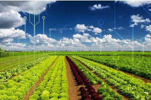 اجرای الگوی کشت به بیش از ۷۰ درصد رسید