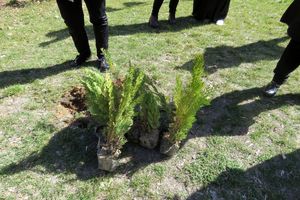 کاشت نهال تاغ در ۳۰۰ هکتار از عرصه های بیابانی شهرستان میامی