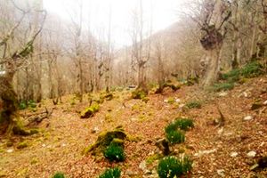 دستگیری حفاران غیر‌مجاز میراث‌فرهنگی در سوادکوه