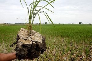 مجلس برای پرداخت سهم دولت به صندوق بیمه محصولات کشاورزی سازوکار تعریف کرد