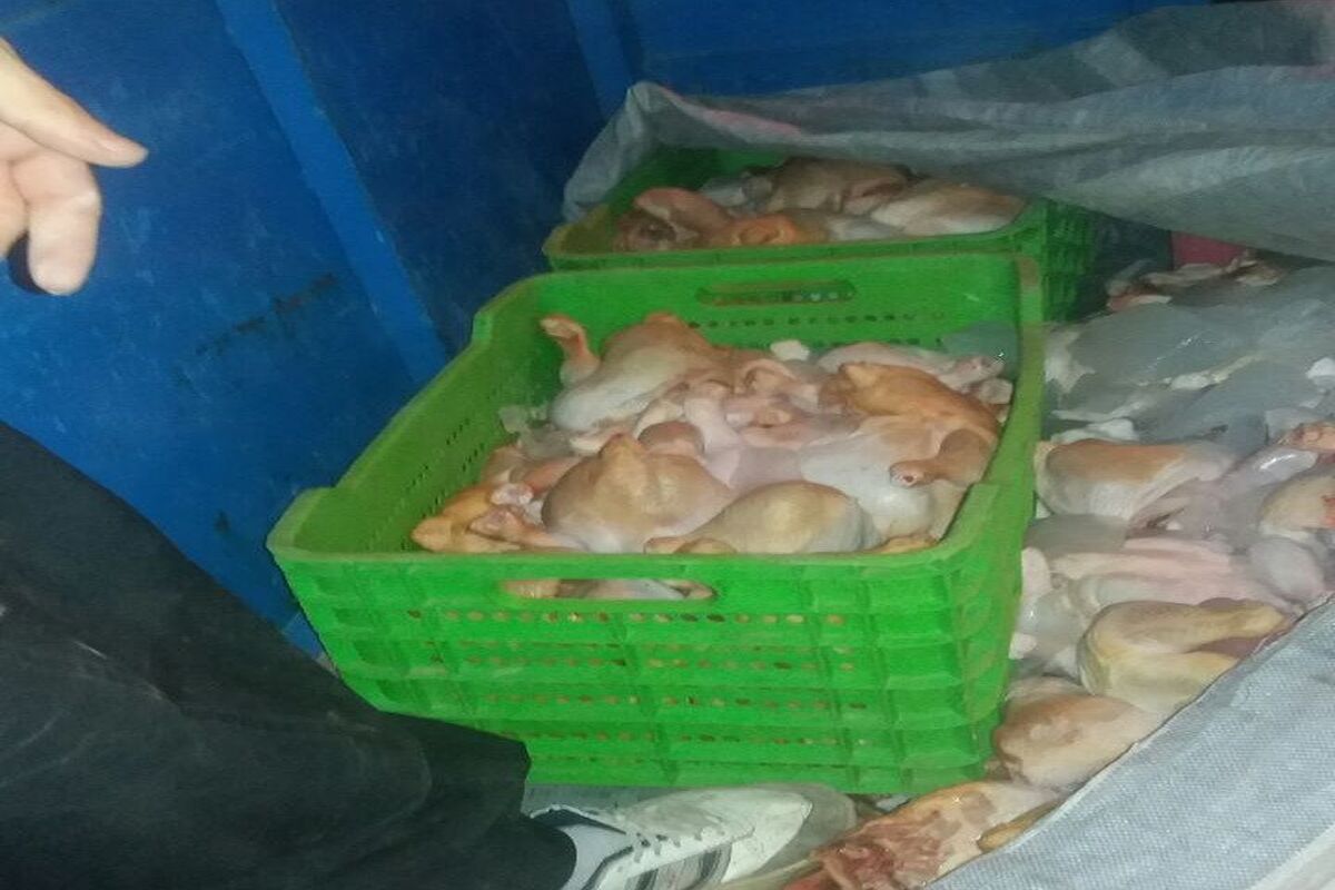 توقیف مرغ غیر بهداشتی در ایلام