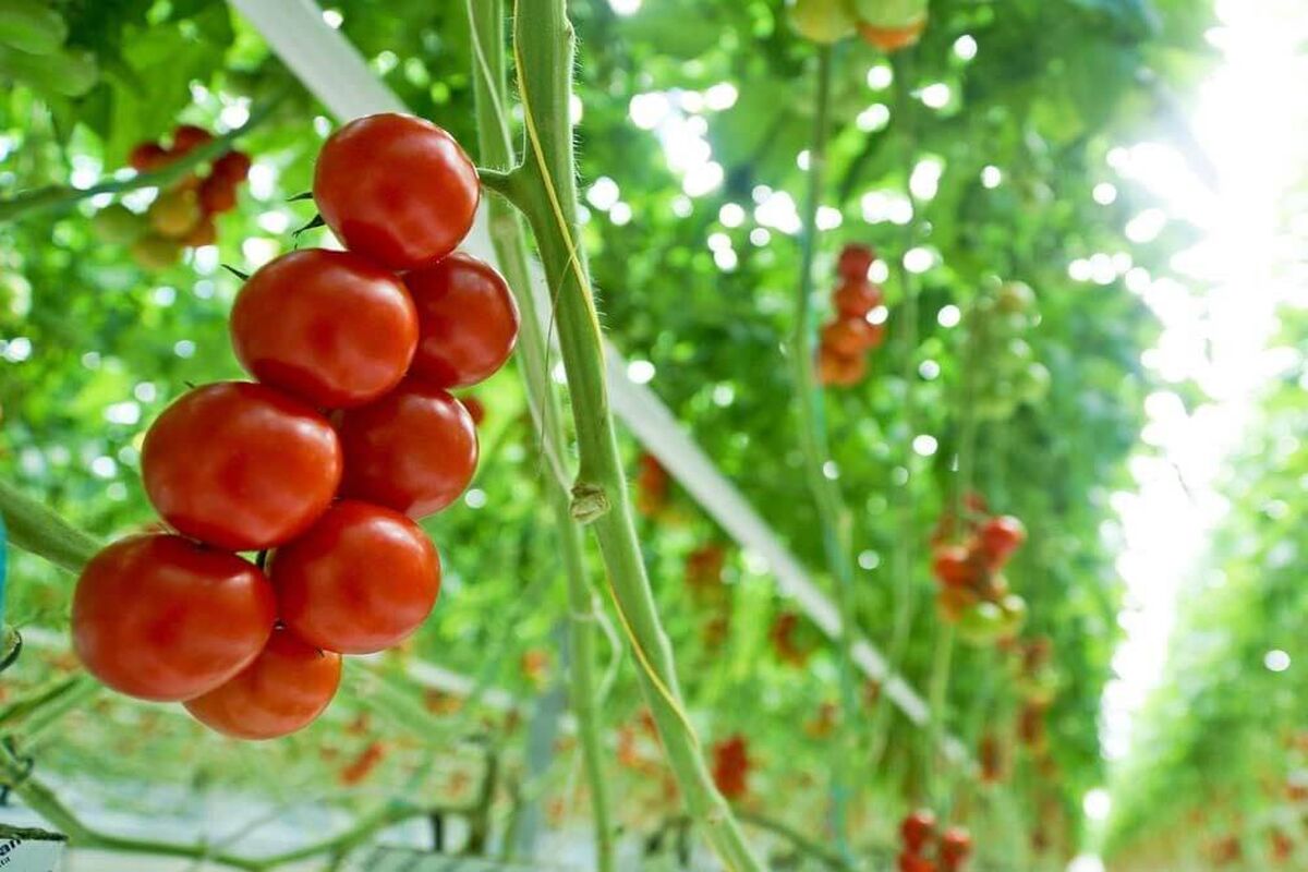 کشت‌های گلخانه‌ای گوجه فرنگی