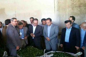 راه اندازی مجدد بزرگترین کارخانه چای دولتی پس از 15 سال