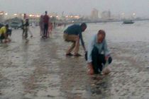  علت مرگ میگوها در ساحل "سورو" بندرعباس بررسی می شود