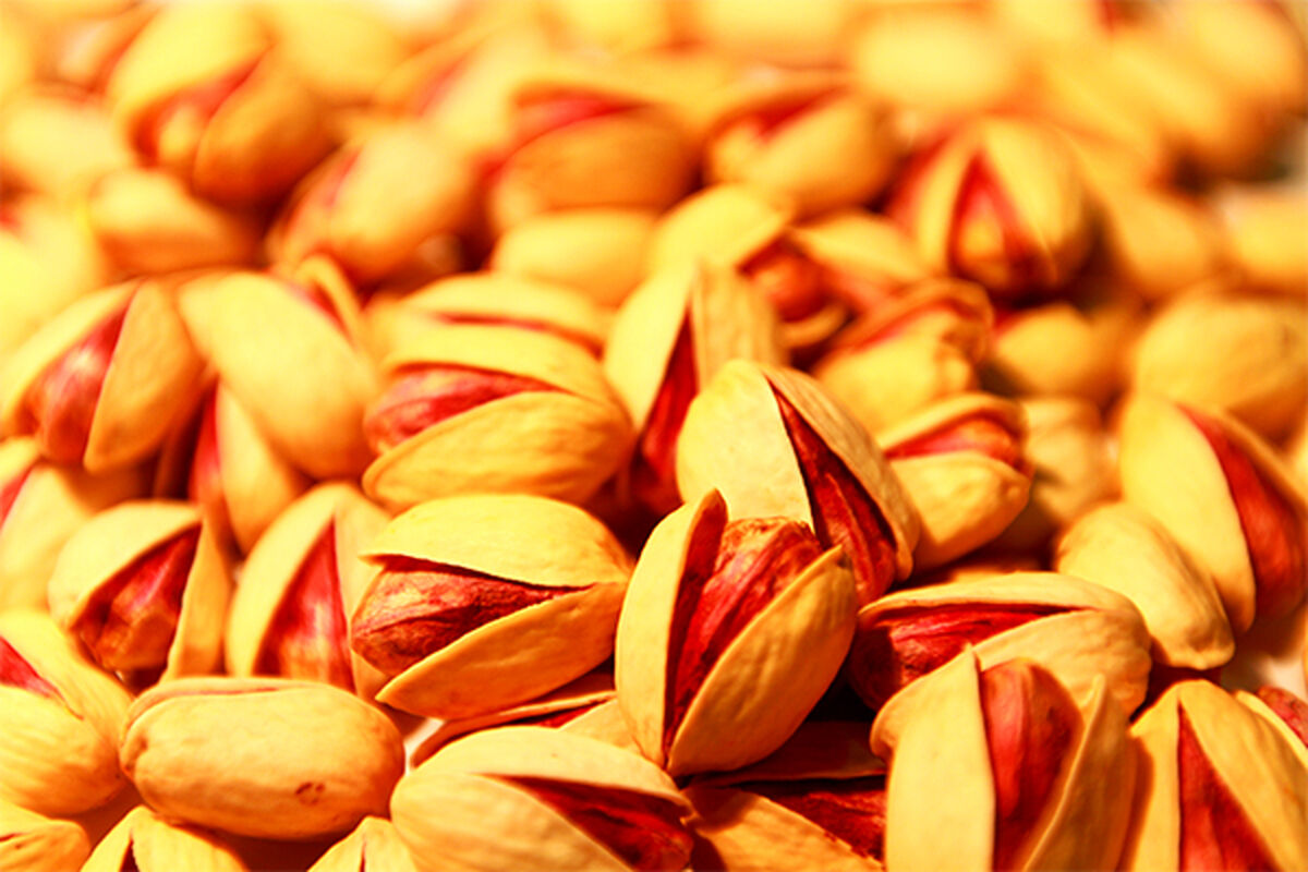 تولیدات پسته شهرستان تایباد