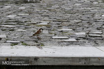 پیش بینی وضعیت آب و هوای 3 روز آینده کشور