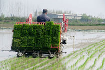 نشاء مکانیزه حدود 130 هزار هکتار از شالیزارهای مازندران