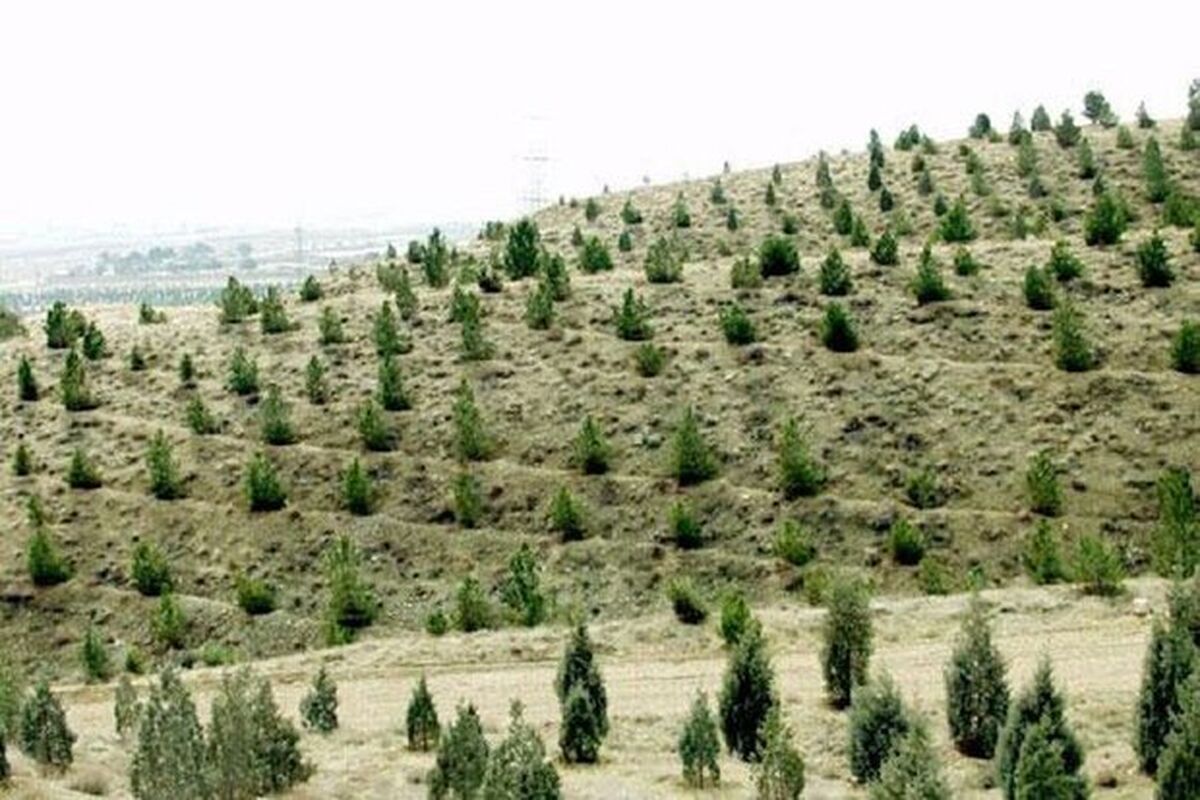 درخت کاری - Copy