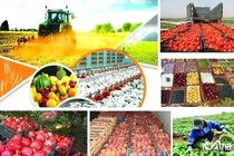 کلیه محصولات اساسی کشاورزی در مقابل خسارت بیمه می‌شوند 