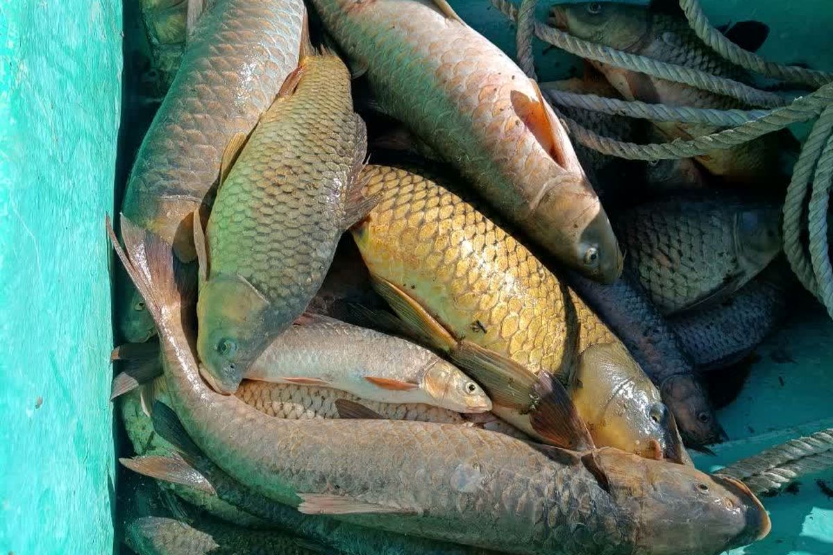 صید غیرمجاز