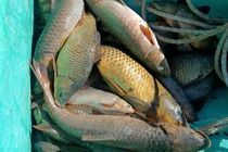 برخورد قاطع با صید غیرمجاز در دریاچه سد سلمان فارسی قیروکارزین 