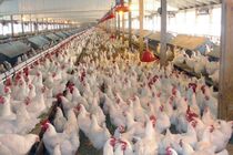تولید مرغ در چهارمحال و بختیاری رشد قابل توجه داشته است