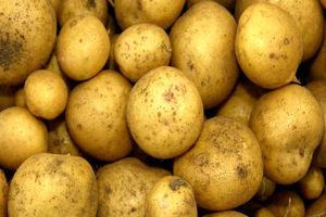 صادرات بدون عوارض سیب زمینی تا اطلاع ثانوی مجاز شد