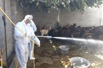 انتقال تب کریمه کنگو در اردیبهشت و خرداد ماه اوضاع خطرناکتری خواهد داشت