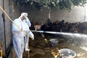 سم‌پاشی۶ شهرستان خراسان رضوی برعلیه تب کریمه کنگو