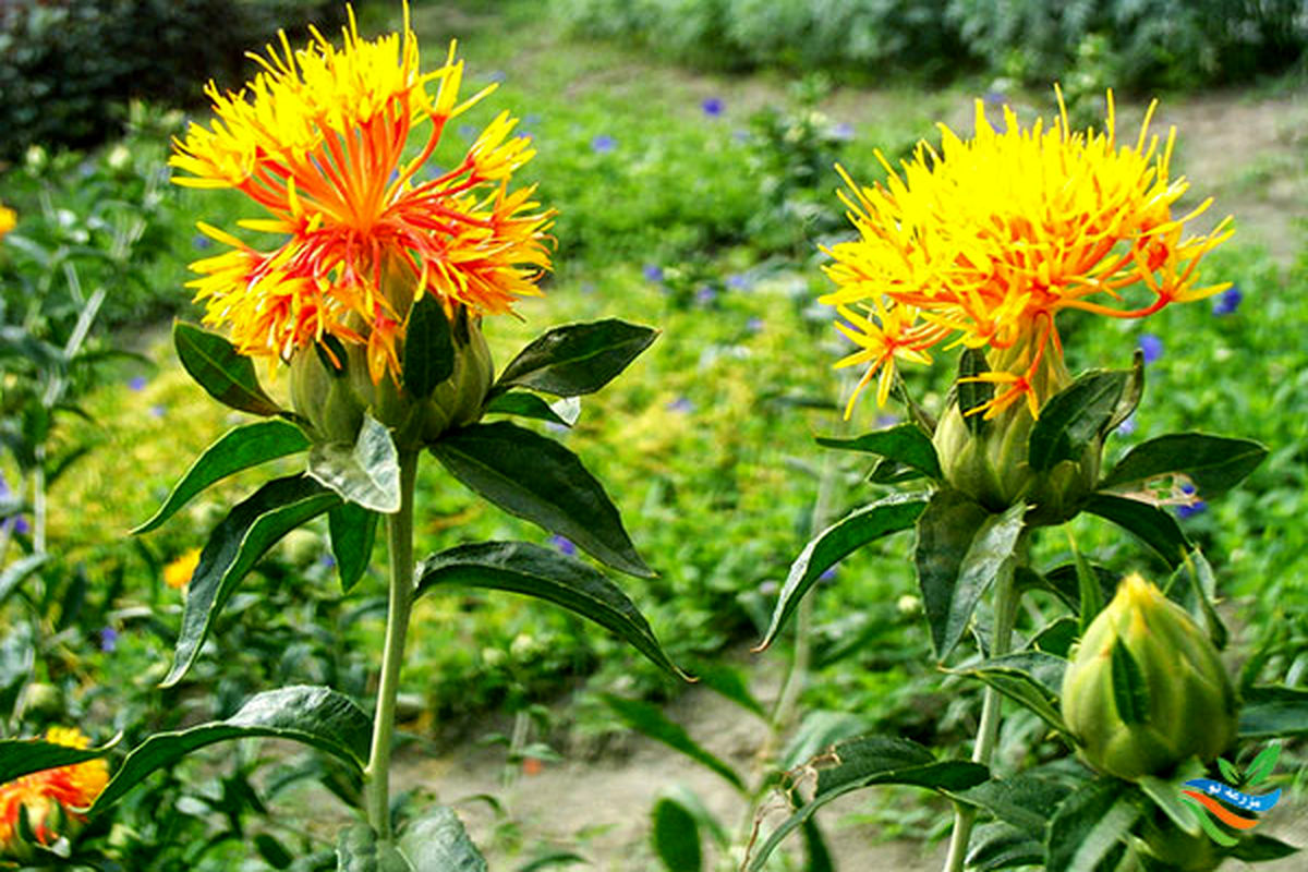 گیاه گلرنگ در هشترود