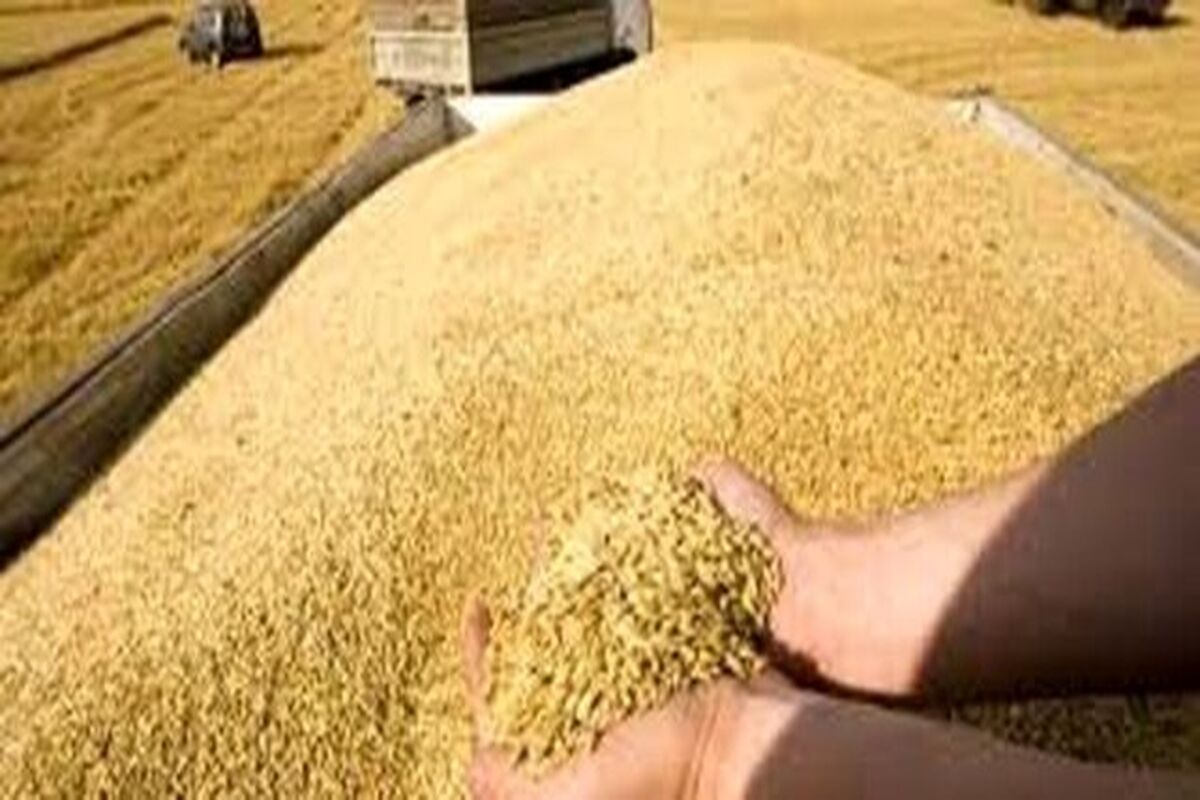 گندم احتکار شده