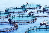 آمادگی شیلات هرمزگان برای توسعه همکاری و استفاده از ظرفیت های علمی