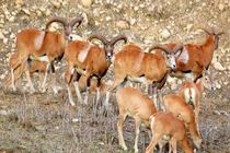 سرشماری زمستانه حیات‌وحش در چهارمحال‌وبختیاری با فناوری‌های نوین