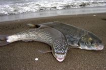 اجرای طرح جامع مدیریت ذخایر ژنتیکی آبزیان کشور آغاز شد