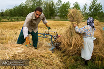 رکورد برداشت محصول شلتوک پس از دو دهه