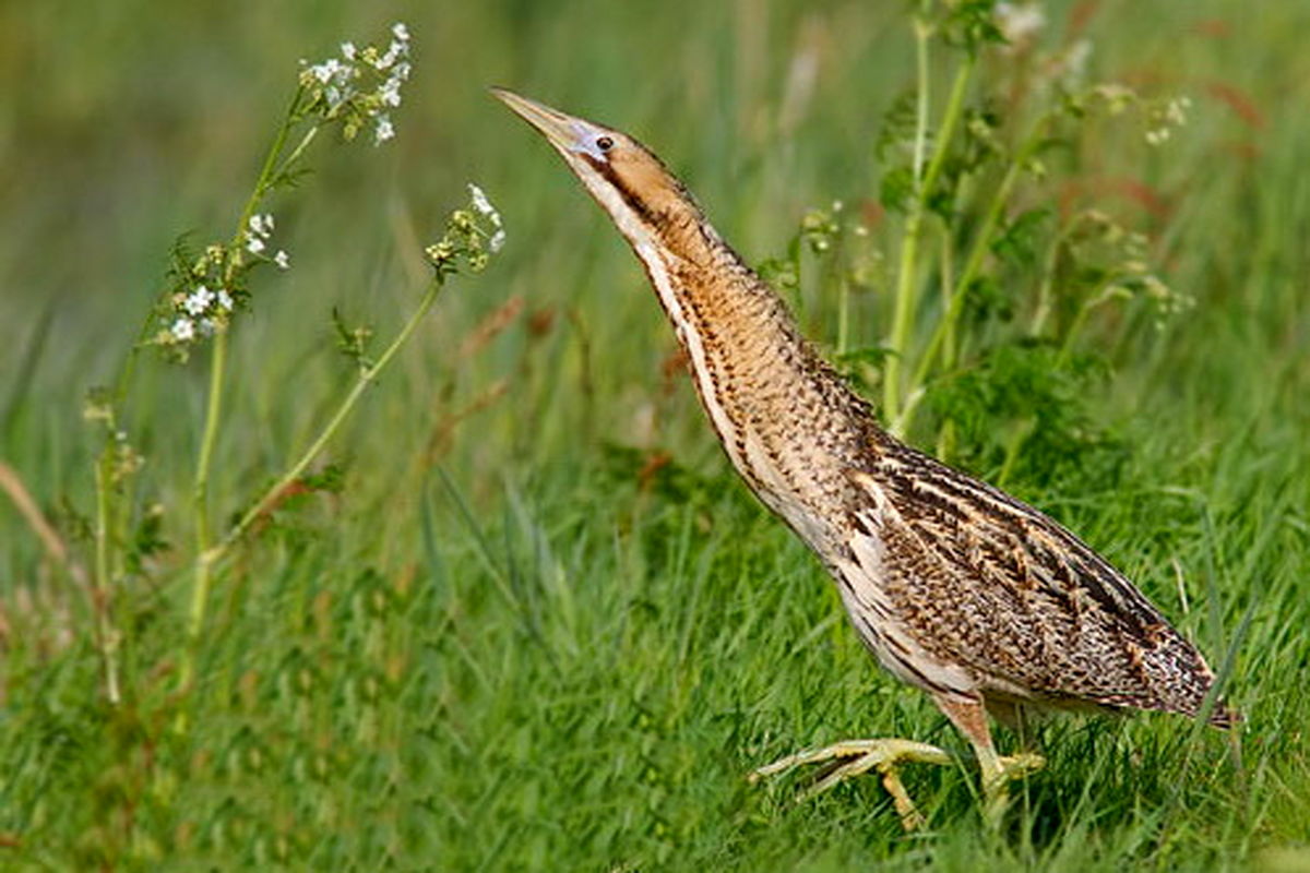 اصفهان- بوتیمار