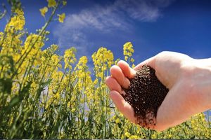 خرید تضمینی 170 تن دانه روغنی کلزا