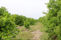 باغ‌ها سرمایه اجتماعی و هویت شهر هستند و باید بازآفرینی و حفظ شوند