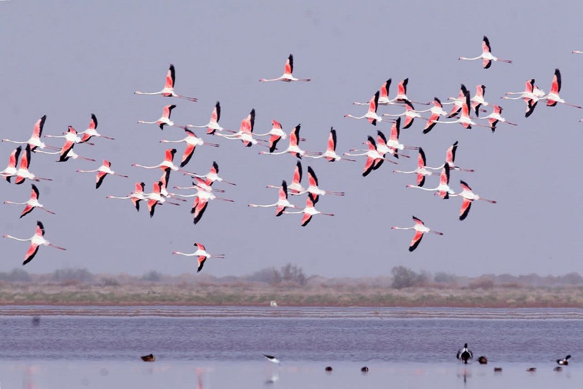 کوچ پرندگان