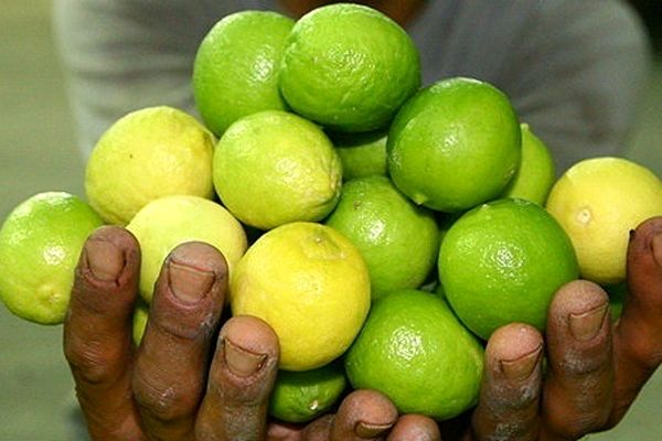 برداشت لیموترش از قطب تولید کشور/ پیش‌بینی تولید ۴۳۰ هزار تن لیموترش در استان فارس