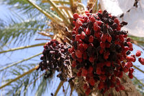 ۴۴۵ هزار هکتار از باغ های کشور اصلاح و نوسازی می شود