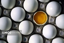 نرخ جدید تخم‌مرغ پوست سفید در میادین میوه و تره‌بار اعلام شد