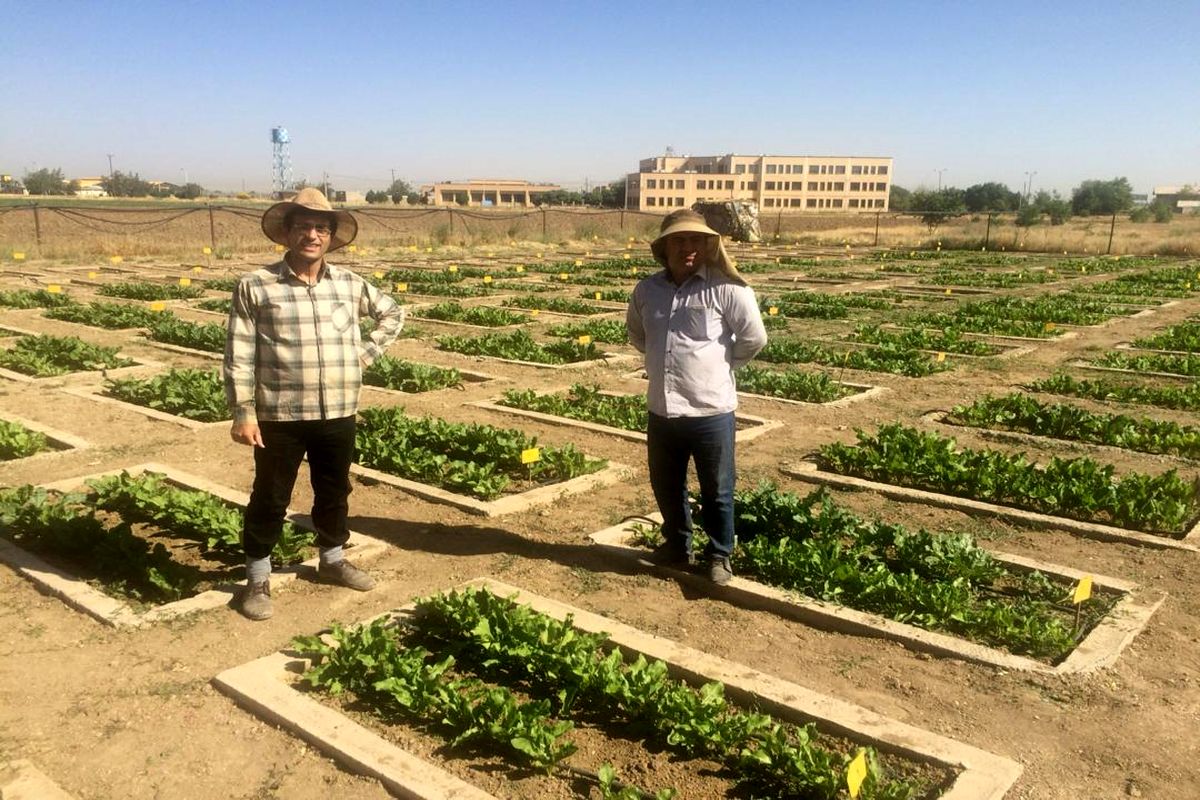 چغندرقند همدان