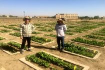 تلاش در معرفی ارقام جدید چغندرقند توسط مرکز تحقیقات، آموزش و ترویج کشاورزی استان همدان