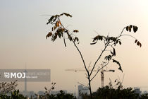 ذرات آلاینده در ۱۳ شهر خوزستان افزایش یافت 