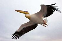 یک بهله پلیکان در پناهگاه حیات وحش سلکه رهاسازی شد