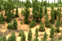 بیابان زدایی هشت هزار و ۱۷۷ هکتار طی یکسال در بردسکن